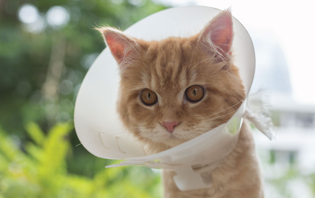 6 Ways to Handle Unexpected Vet Bills 